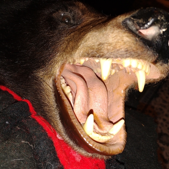 Taxidermy Large Brown Bear Rug, - Picture 9 of 16